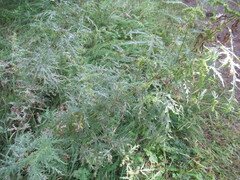 Urtica cannabina