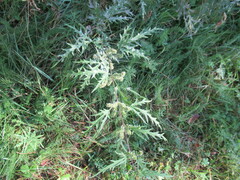 Urtica cannabina