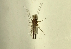 Chironomus plumosus
