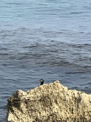 Gulosus aristotelis desmarestii