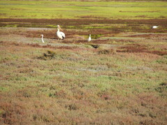 Pelecanus onocrotalus