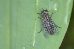 Tabanus bromius