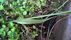 Ophioglossum thermale