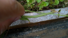 Ophioglossum thermale