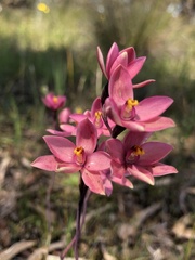Thelymitra × macmillanii