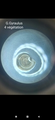 Planorbini