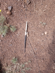 Hystrix africaeaustralis