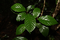 Sloanea langii