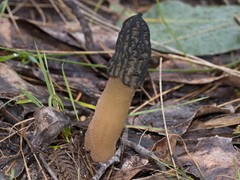 Morchella australiana
