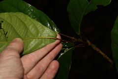 Sloanea langii