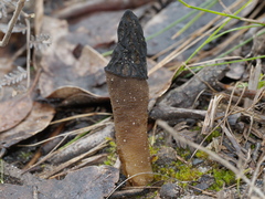 Morchella australiana