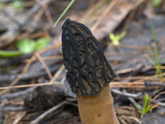 Morchella australiana