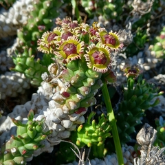 Euphorbia caput-medusae