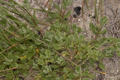 Tetragonia decumbens