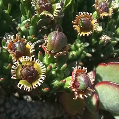 Euphorbia caput-medusae
