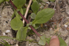 Tetragonia decumbens