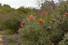 Banksia menziesii