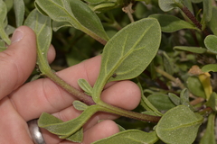 Tetragonia decumbens