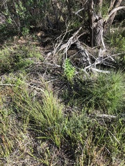 Senecio glastifolius