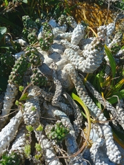Euphorbia caput-medusae