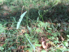 Bupleurum scorzonerifolium