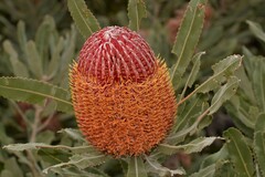 Banksia menziesii