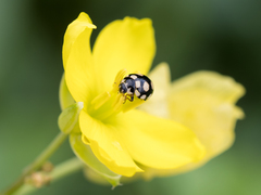 Coccinula quatuordecimpustulata
