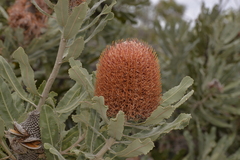 Banksia menziesii
