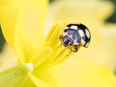 Coccinula quatuordecimpustulata