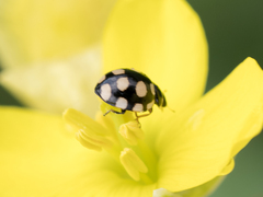 Coccinula quatuordecimpustulata