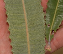Banksia menziesii