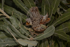 Banksia menziesii