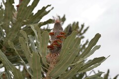 Banksia menziesii