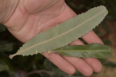 Banksia menziesii