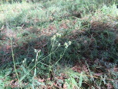 Bupleurum scorzonerifolium