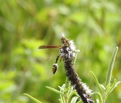 Phimenes flavopictus