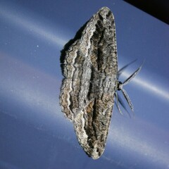 Scioglyptis chionomera