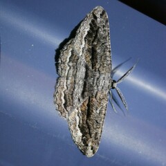 Scioglyptis chionomera