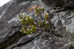 Pelargonium ternatum