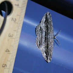 Scioglyptis chionomera