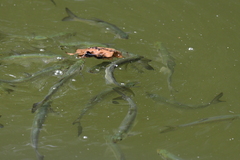 Hemiculter leucisculus