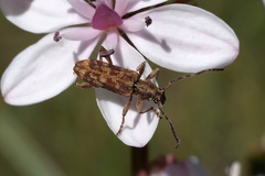 Pempsamacra dispersa