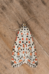 Utetheisa pulchelloides