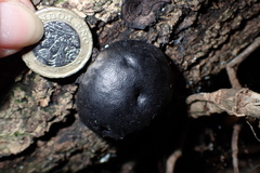 Daldinia concentrica