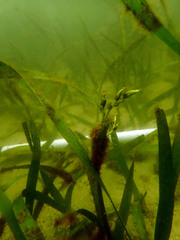 Posidonia australis