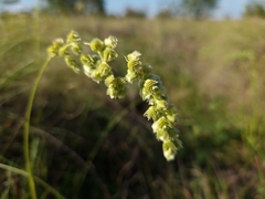 Chascolytrum subaristatum