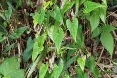 Dioscorea japonica