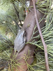 Litoria adelaidensis