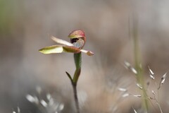 Caladenia transitoria
