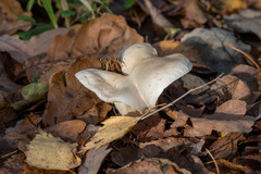 Tricholoma album